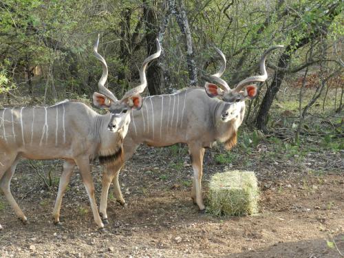 Фотография гостевого дома BUFFALO