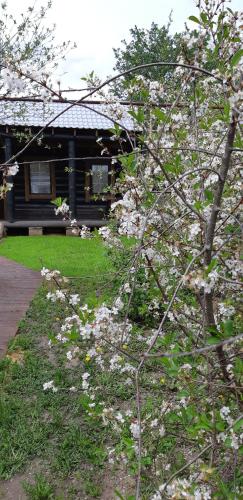 Фотография гостевого дома Suzdal Like Home