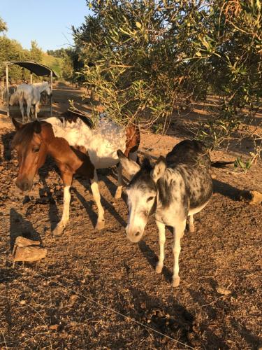 Фотография базы отдыха Fattoria Manostalla Villa Chiarelli