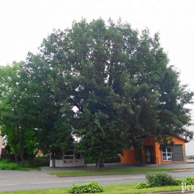 Фотография достопримечательности Вековой дуб