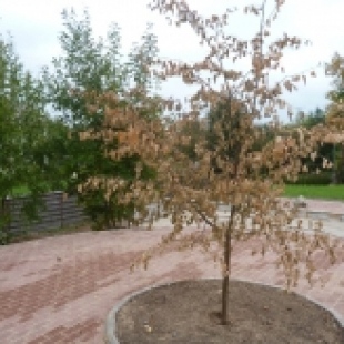 Фотография достопримечательности Липа Наполеона