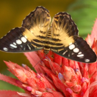 Фотография достопримечательности Галерея бабочек
