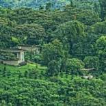 Фотография мини отеля The Guest Suites at Manana Madera