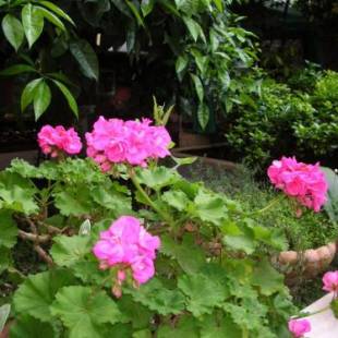 Фотографии мини отеля
Gioia Bed and Breakfast