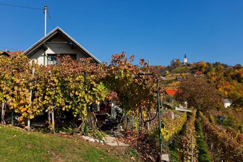 Фотография гостевого дома Vineyard Cottage Vercek