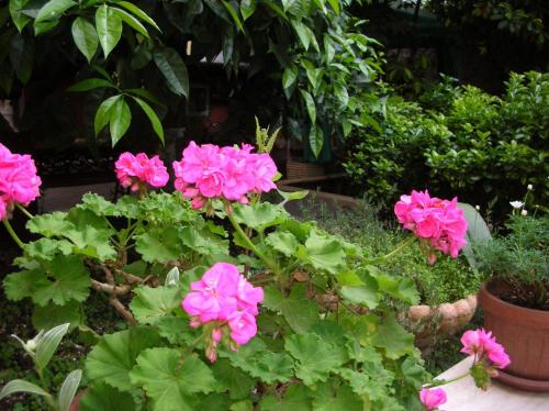 Фотография мини отеля Gioia Bed and Breakfast