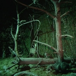 Фотография музея Детский музей мифологии и леса