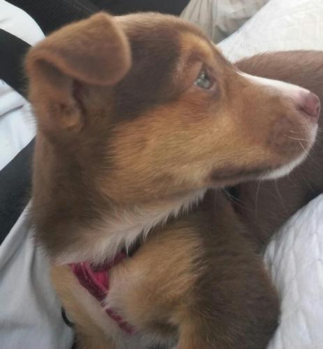 Фотография гостевого дома Anna Vì Guest Home