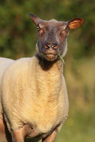 Фотография мини отеля Chambre d'Hôte La Boulière