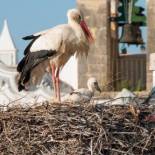 Фотография хостела Stork Hostel