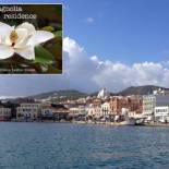 Фотография гостевого дома Magnolia Residence