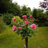 Фотография мини отеля Villa Helianthe