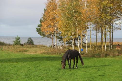 Фотографии гостевого дома 
            Красный домик