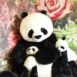 Фотография мини отеля Pretty Flowers Homestay