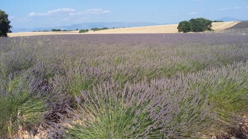 Фотография гостевого дома Villa Lei Rigaü