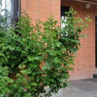 Фотография мини отеля Адариана