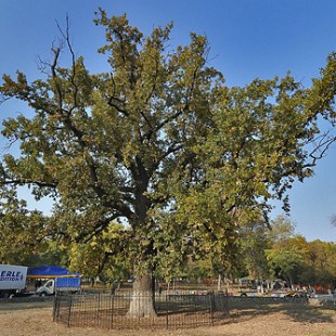 Фотография достопримечательности Черешчатый дуб