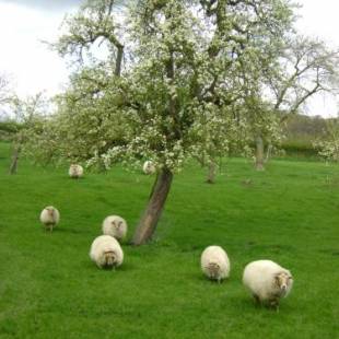 Фотографии гостевого дома
Hoeve Schevey