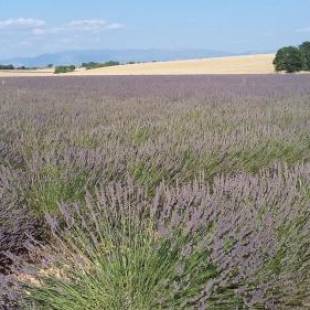 Фотографии гостевого дома
Villa Lei Rigaü