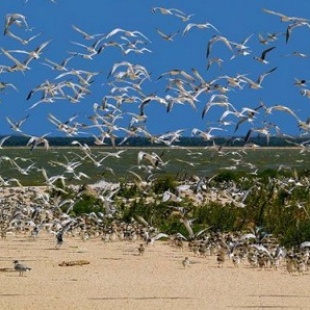 Фотография достопримечательности Черноморский биосферный заповедник