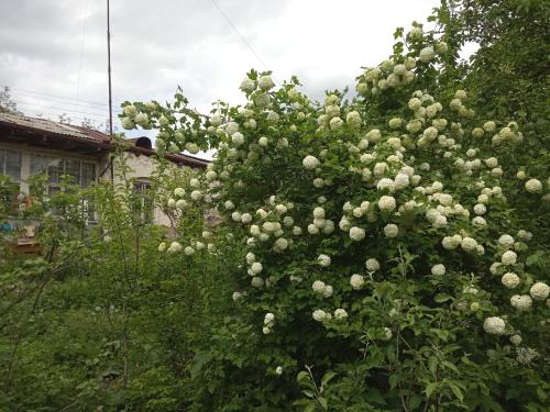 Фотография гостевого дома Дом Вазкена