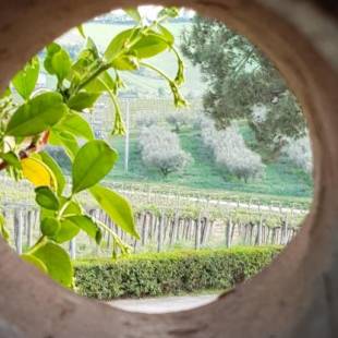 Фотографии базы отдыха
Masseria del Vino