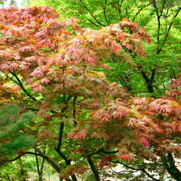 Фотография достопримечательности Государственный природный ботанический заказник Урочище Каракунуз