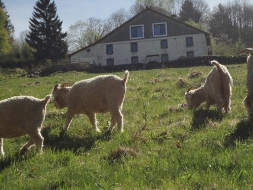 Фотография гостевого дома La Ferme sous les Hiez