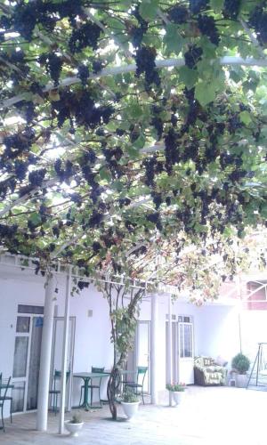 Фотографии гостевого дома 
            Зелёный дворик