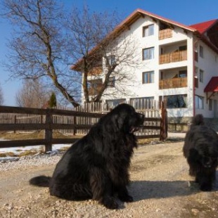 Фотография гостевого дома Pensiunea Aron 2