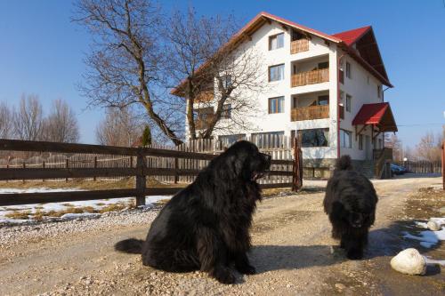 Фотография гостевого дома Pensiunea Aron 2