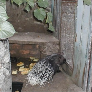 Фотография достопримечательности Черкасский городской зоологический парк