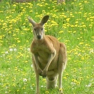 Фотография достопримечательности Ровенский зоопарк