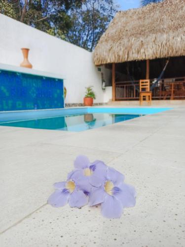 Фотография гостиницы El Leon Feliz Palomino