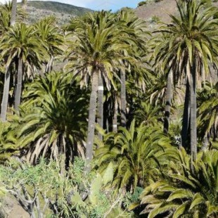 Фотография гостевого дома El Pirguan Holiday House, your oasis in La Gomera