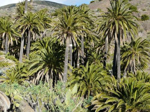 Фотографии гостевого дома
El Pirguan Holiday House, your oasis in La Gomera