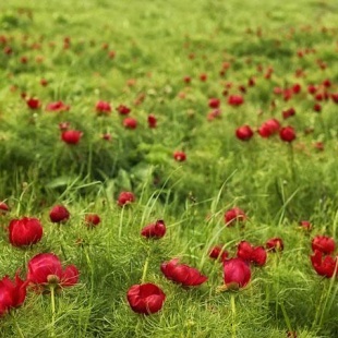 Фотография достопримечательности Заповедник Хомутовская степь