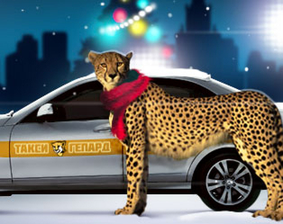 Фотография такси Гепард 