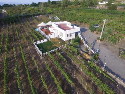 Фотография гостевого дома Tenuta sul Vesuvio " Il Vigneto "