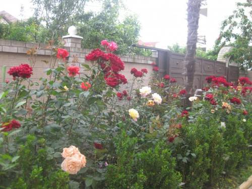 Фотографии гостевого дома
Мандарин