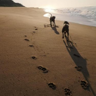 Фотография гостевого дома Mark's View