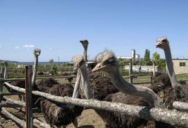 Фотография достопримечательности Страусиная ферма Экзотик