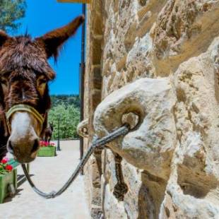 Фотографии мини отеля 
            La Quercia e l'Asino