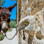 Фотография мини отеля La Quercia e l'Asino