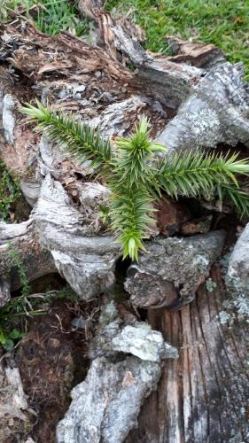 Фотография мини отеля Pousada Chales Aconchego Serrano