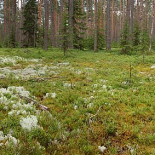 Фотография достопримечательности Заповедник Кивач
