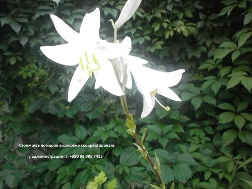 Фотографии гостиницы 
            Economy Fiesta