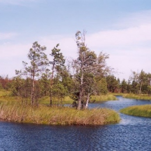 Фотография достопримечательности Памятник природы Верховое болото Целау