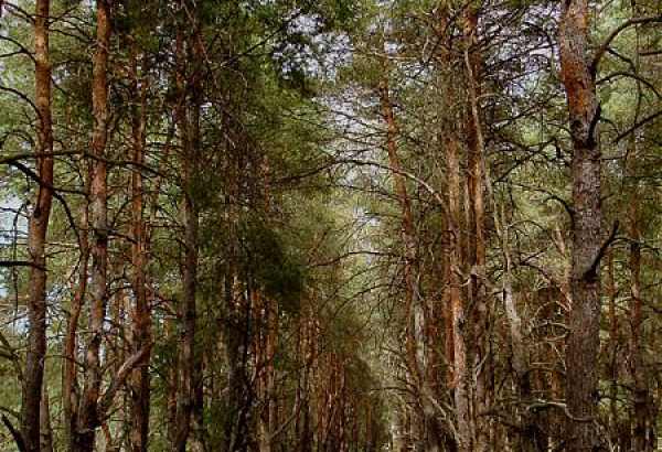 Фотография достопримечательности Цюрупинский бор