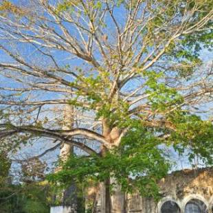 Фотография гостиницы Hacienda Uayamon, a Luxury Collection Hotel, Uayamon